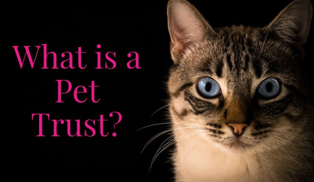 What is a Pet Trust?